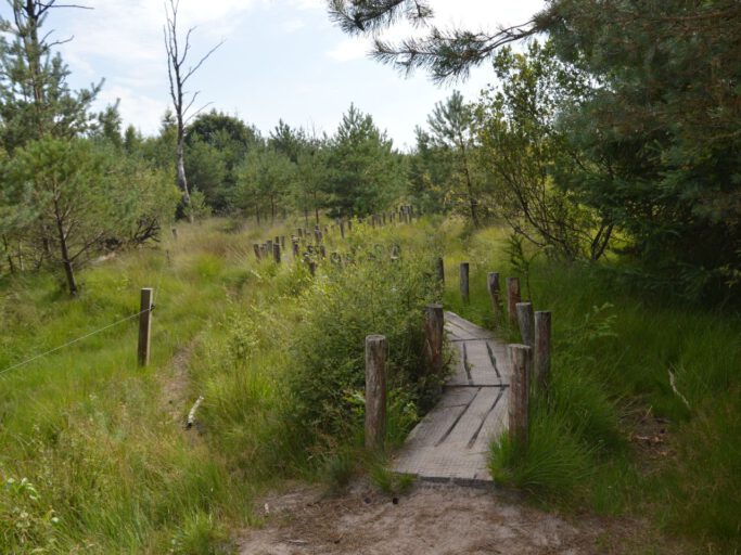 Dwingelderveld