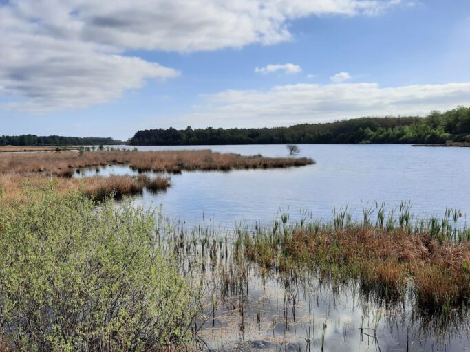 Dwingelderveld