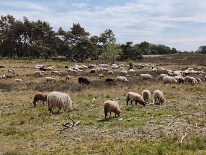 Dwingelderveld